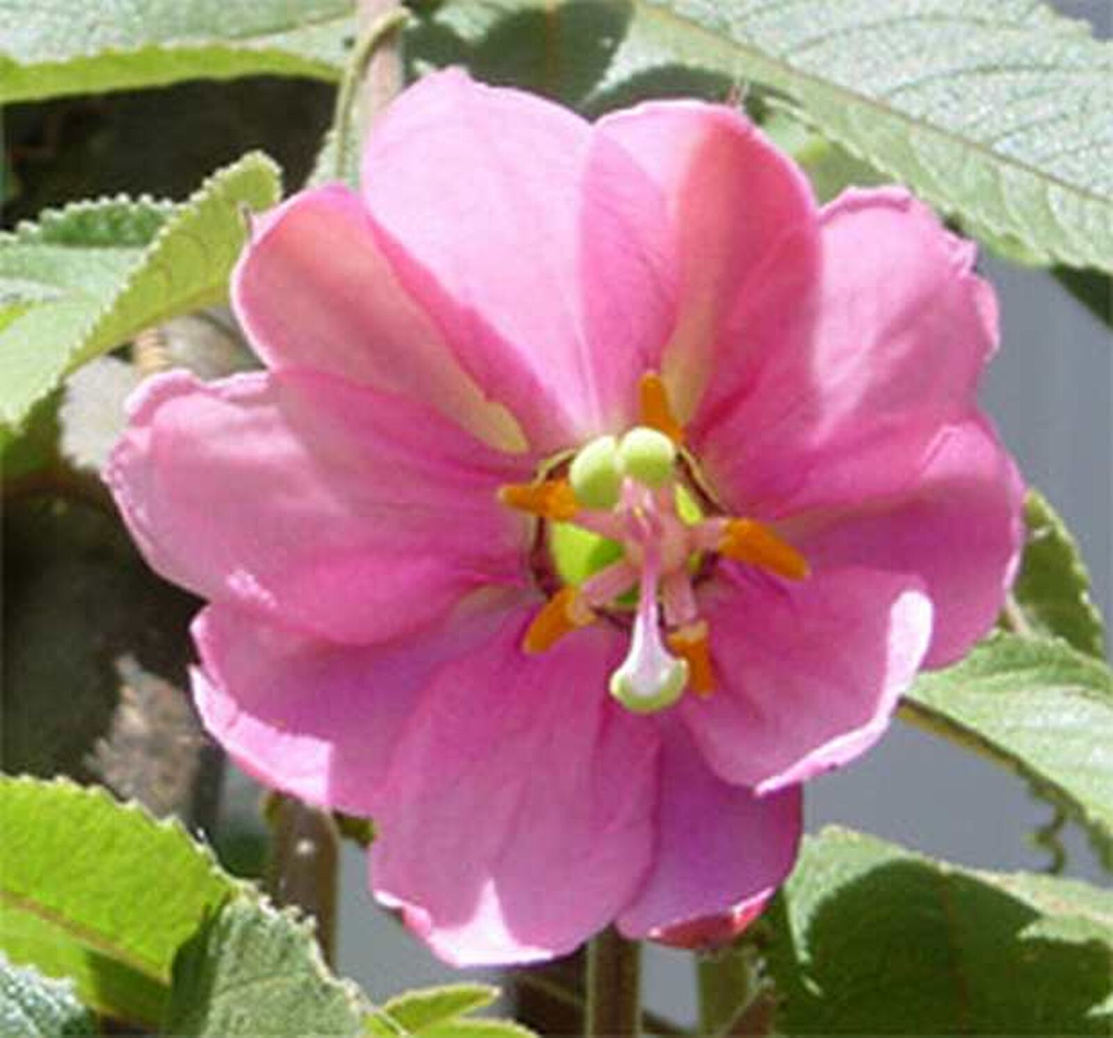 Passiflore Mollissima lot de 2 pieds de plante grimpante exotique