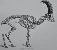 c1894 Antique Print SKELETON OF THE IBEX Royal Natural History by Lydekker