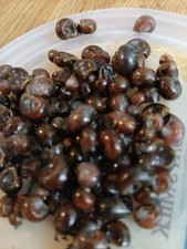 50 assorted sizes and Ramshorn Snails - PLEASE read cold weather instructions