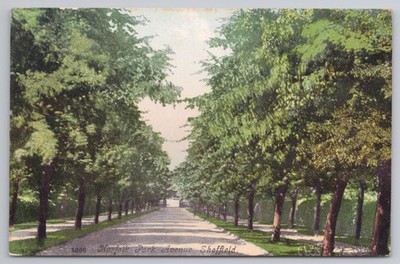 Norfolk Park Avenue Sheffield Yorkshire Baum gesäumter Weg 1910er