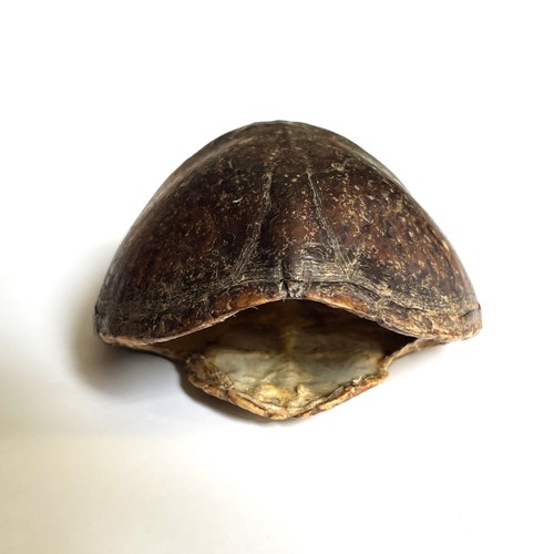 Real Turtle Shell With Plastron • Taxidermy • 2.5 Inches Wide • 3.5 Inches Long