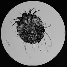 UNIDENTIFIED INSECT NO1 C1890 ANTIQUE MICROSCOPE PHOTOGRAPH Magic Lantern Slide