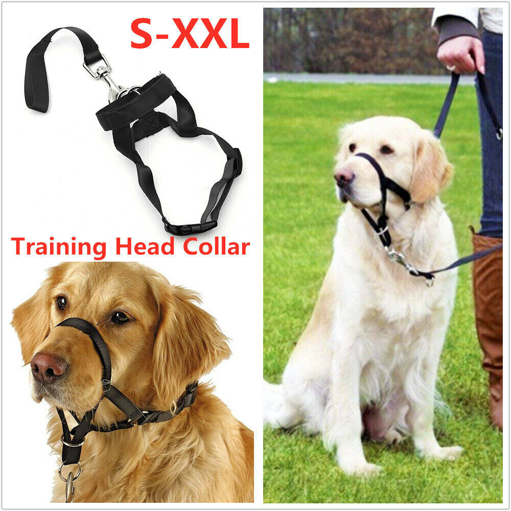 Halti Head Collar Dog Training Obedience Stop Pulling on Lead No Pull