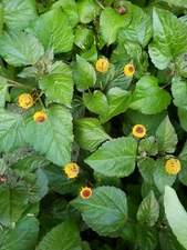 Bullseye Toothache Plant Seeds Organic 25 Count *Free Shipping*