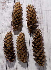 Lot of 5 All Natural Fallen Pine Tree Cones Long Cones 7.5-8.5 inches length.