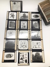 LOT Magic Lantern GLASS Slides Animals, Trees Conrad Slide & Projection Chicago