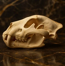Life-Size Lion Skull Replica - Museum-Quality Anatomical Model BIG
