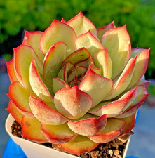 Rare Succulent Echeveria Pulidonis Live Plant 3.5-Inch Fully Rooted Easy Care