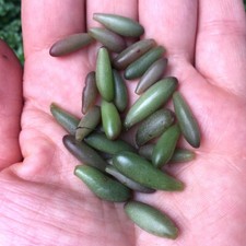 Sedum × rubrotinctum 'red & green jelly bean succulent' 25