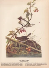 Audubon 1942 Vintage Birds #143 "Oven Bird" Full Color Art Plate Lithograph