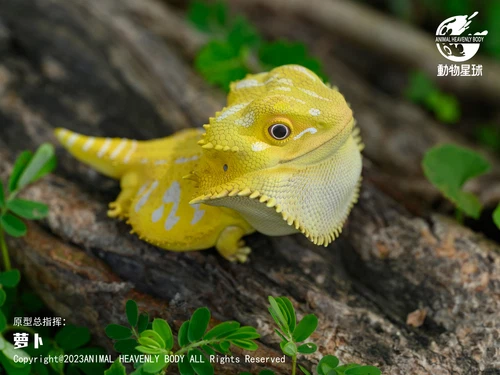 Lagarto Caja Ciega Animal Planet 16 Iguana Iguana Cyclura Lewisi Juguetes Figura de Resina - Imagen 7 de 26