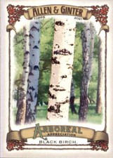 2021 Allen and Ginter Arboreal Appreciation #AA-11 Black Birch 