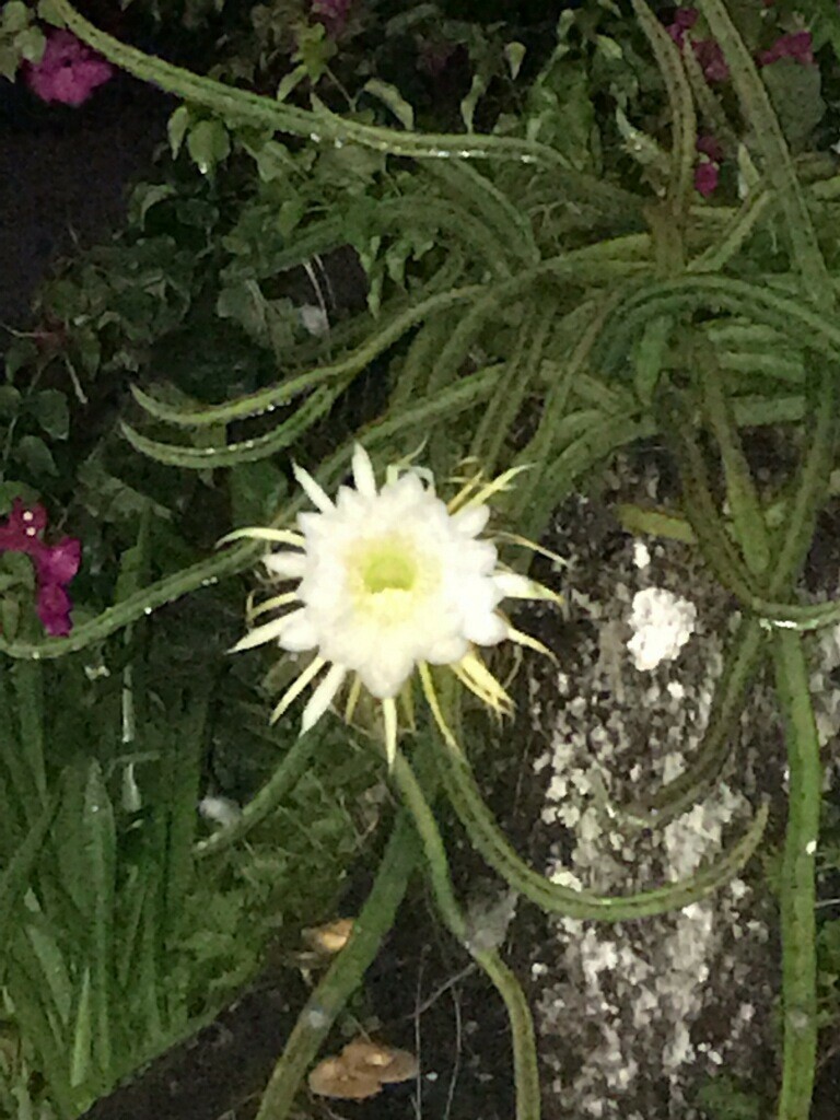 8 Night Blooming Cereus Cactus Rooted Healthy Cuttings!!! Very Easy to Grow  | eBay