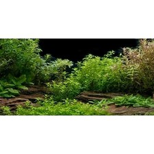 Aquarium Background Aquatic Plant Fish Tank Background Vinyl 24x12 inches