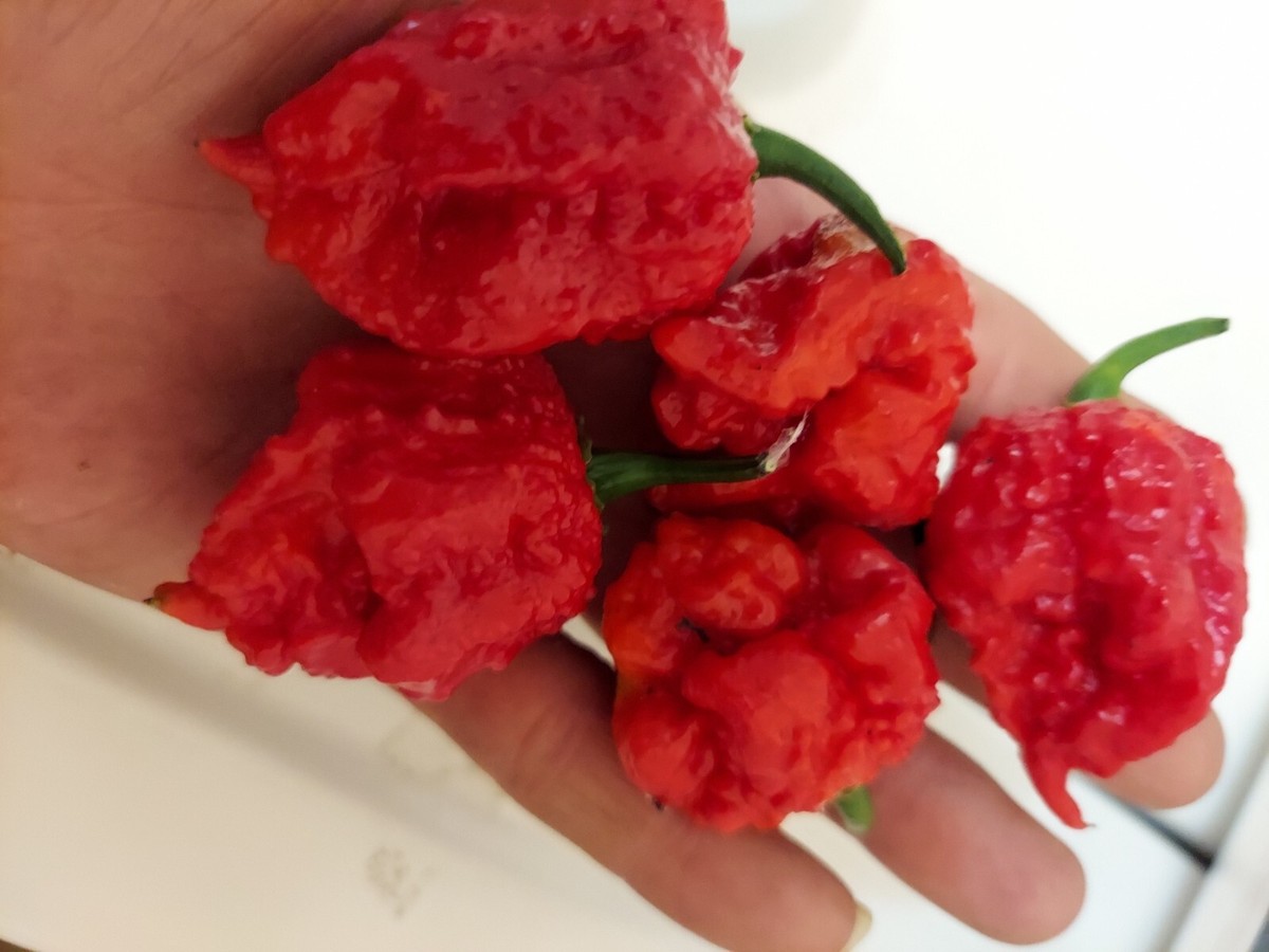 新品Spicy gem studs pot SP ver.HIDE XXL 7 Pot Primo Super Hot Pepper (10+) Seeds | eBay
