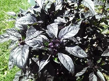 Black Pearl heirloom Hot pepper 10 seeds RARE heirloom BEAUTIFUL BLACK LEAVES!!