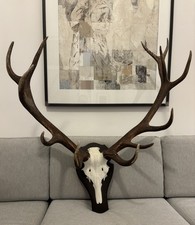 Spektakuläre Jagdtrophäe aus der Eifel, Hirschgeweih, ungerader 12-Ender, 6kg.