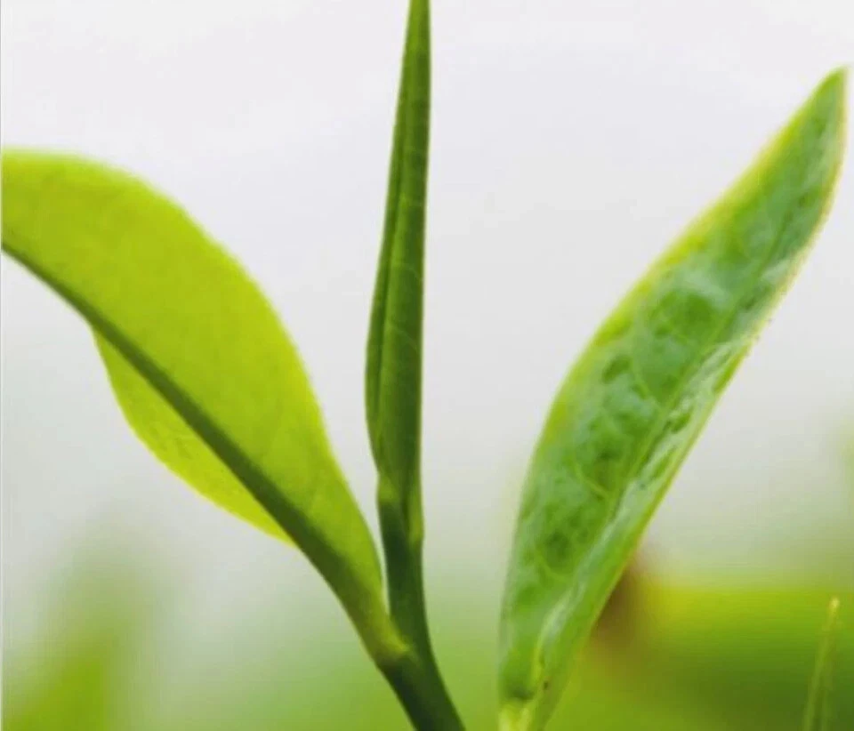 Té Blanco Suelto Puntas Doradas KENIA Orgánico Premium Especialidad Nandi EXP MAYO 2028 Foto 2 de 4