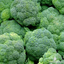 Broccoli Waltham 29 Seeds 300+ Vegetable NON-GMO USA SELLER FREE SHIPPING