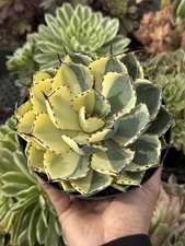 Agave Kissho Kan Half Moon Variegated - 5” Pot