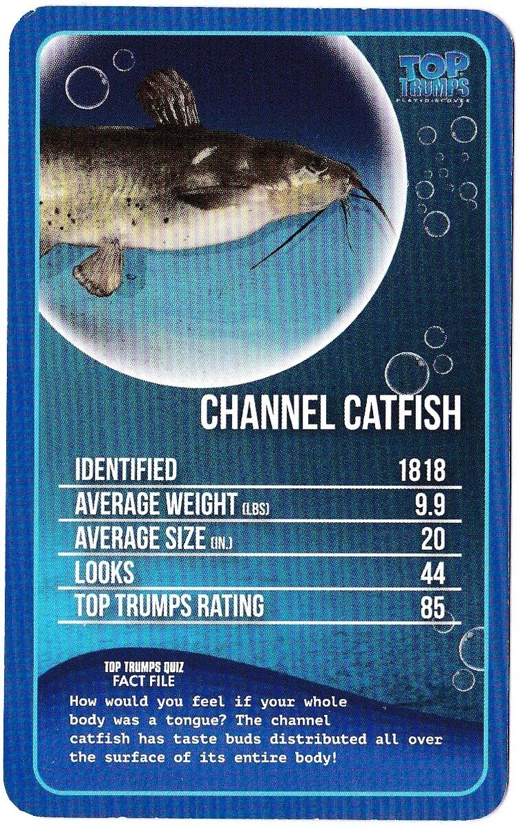 CHANNEL CATFISH, FRESHWATER FISH, RARE TOP TRUMPS CARD, MUST SEE