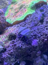 Blue Leg Hermit Crab 200 Pack Saltwater Reef Aquarium Crew Free Shipping