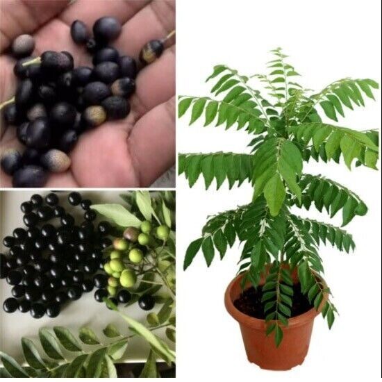 Curry Leaves Seeds Curry Leaf Kadi Patta Murraya Seeds USA 3 DAY DELIVERY