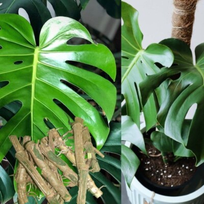 4 Monstera Deliciosa Mosspole Swiss Cheese Cutting Rooted Variegated  Epipremnum | eBay