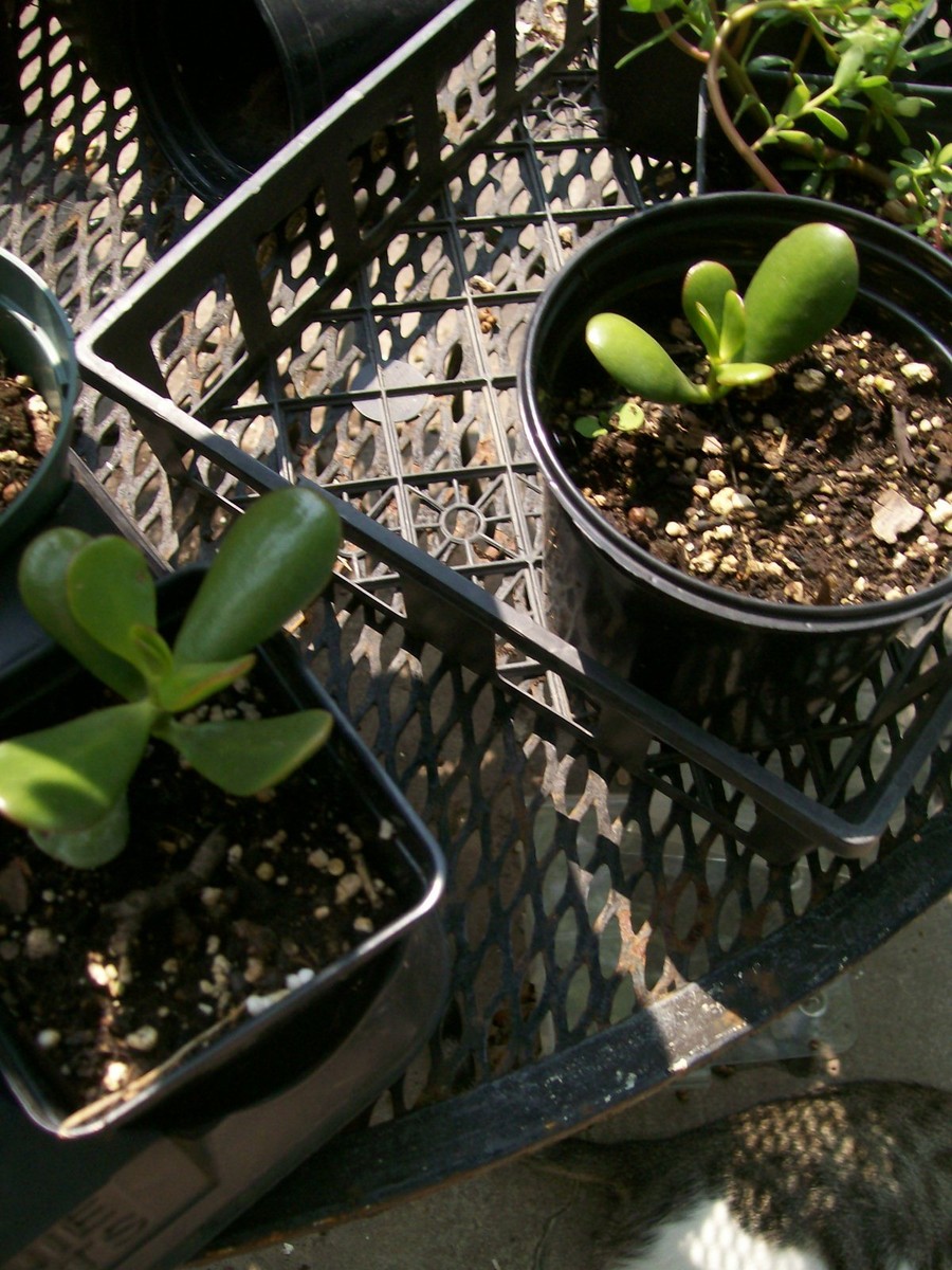 JADE PLANT STARTERS ROOTED 4 TO 6 INCHES | eBay