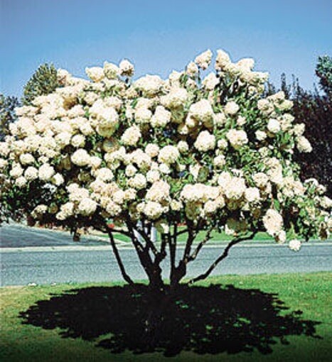 2 Pee Gee Hydrangea Shrub Tree Live Plant 1Ft Tall White Blooms Outdoor Garden
