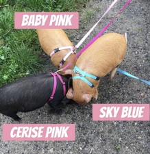 Mini Pig/Micro Pig A Style Walking Harness + 1mtr matching lead 15mm wide web XS