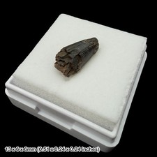 Rare Crocodile Teeth Fossils Wealden Group Sussex UK Cretaceous Crocodyliform