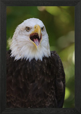 Freedom Cry Framed Wall Art Poster Canvas Print Picture