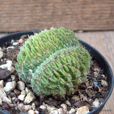 D7285 NOTOCACTUS BUININGII CRESTED pot10-H5-W6 cm MaMa Cactus