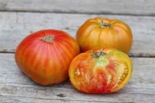 Pineapple Slicing Tomato Seeds 30 / FLORIDA GROWN / DELICIOUS / Indeterminate