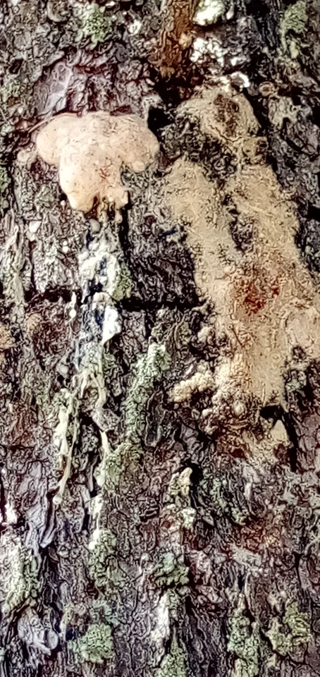 Sticky Piñon Pine Tree Resin/Sap/Pitch from SW New Mexico 1oz.-2lbs. Multi Use - Image 2 of 4