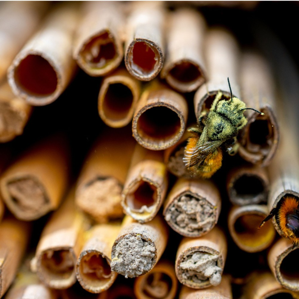 3 Pack Replacement Tubes for Mason Beehives Houses The Garden Reed Refill