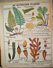 Obraz na rolce Karta szkolna Szkoła Karta ścienna Tablica dydaktyczna OBUSTRONNA Bezkwiatowa i pszenica