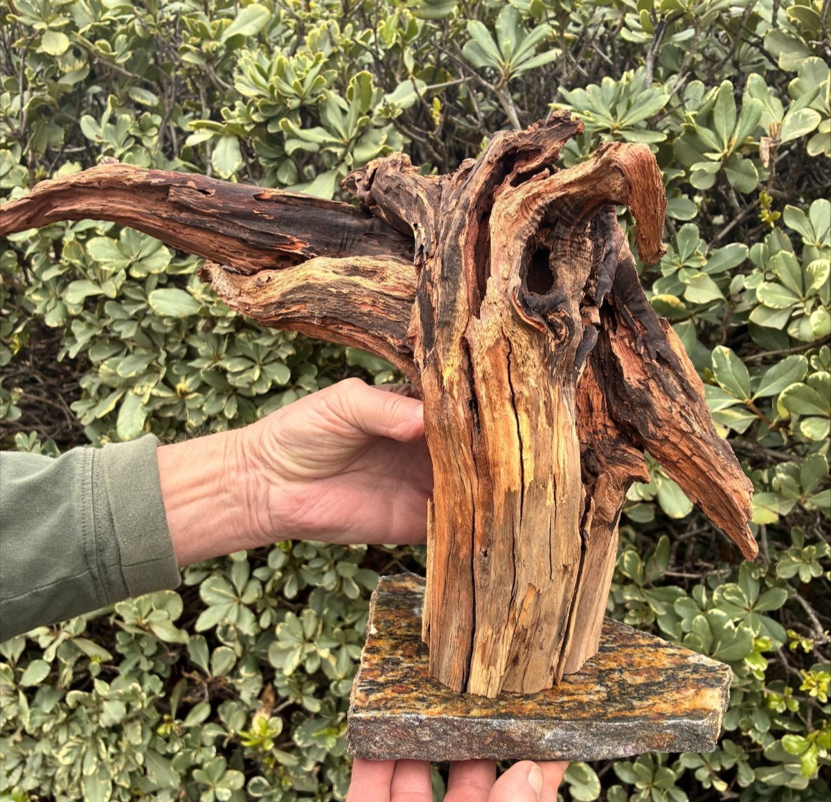 Aquarium Fish Tank Terrarium Aquascape  Manzanita Root Granite Base