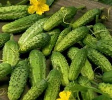 Cucumber seёds DZHERELO,  0,5 g Cucumber, organic rare seёds-427