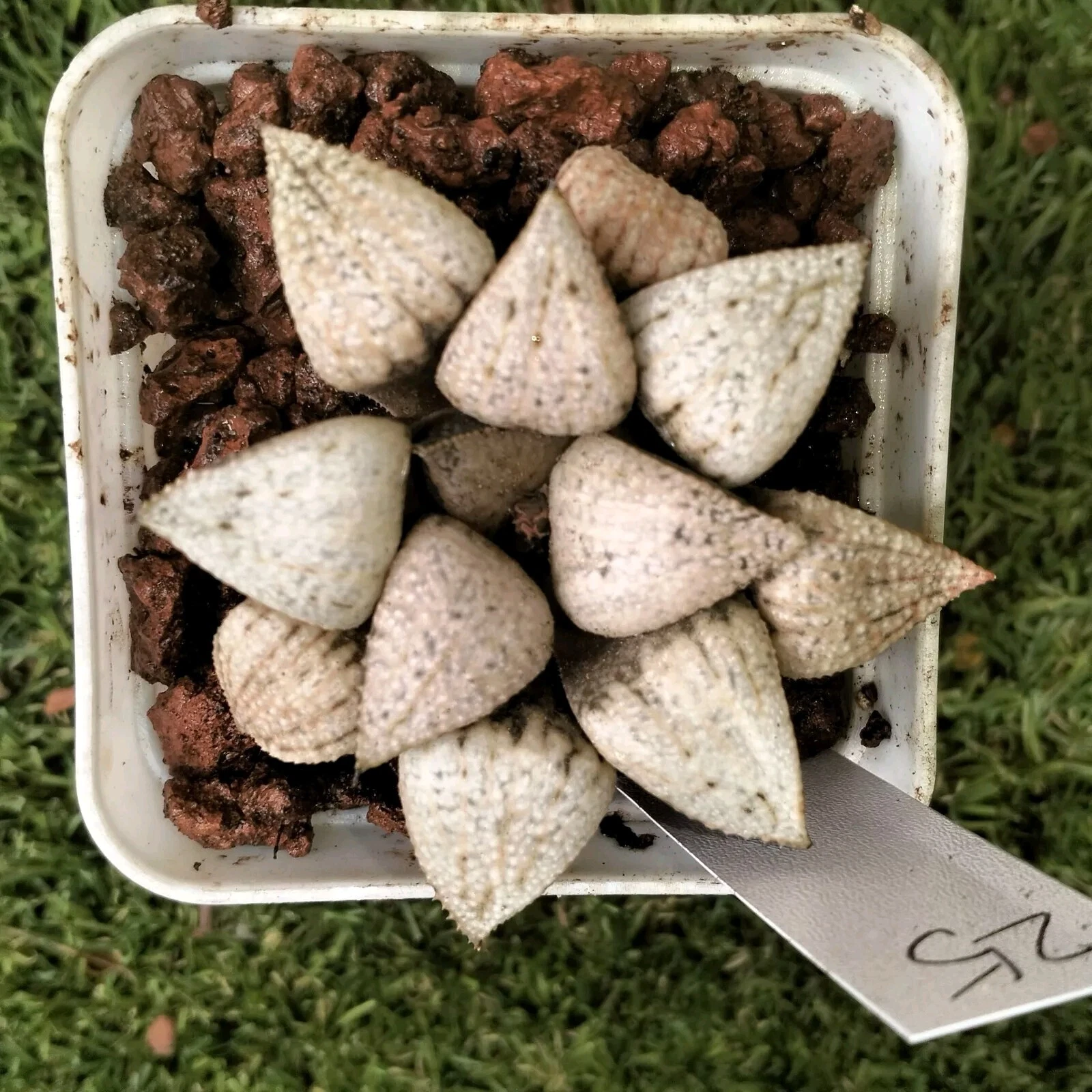 Haworthia Plant 25 mature plant very well rooted , Succulent
Opens in a new window or tab