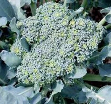 BROCCOLI SEED, CALABRESE, HEIRLOOM, NON GMO, 50 SEEDS, BROCCOLI SEEDS
