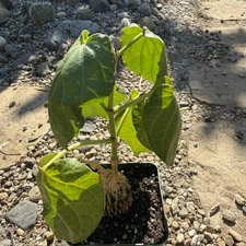 Gonolobus cyclophyllus