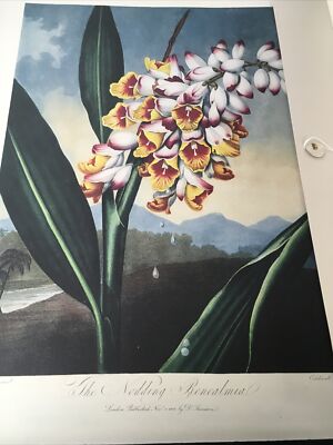The Temple Of Flora” Botanical Prints Robert John Thornton The