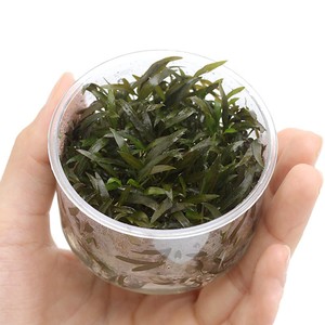 Cryptocoryne-Mioya-Tissue-Culture-Crypt-Brown-Freshwater-Live-Aquarium-Plants