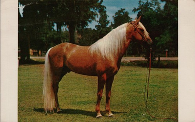 #ad Vtg Postcard Palomino Stallion Horse C. P. Johnson McHenry MD 1960s $7.50