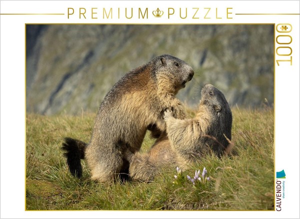 Calvendo Puzzle Raufbolde | 1000 Teile Lege-GrößE 64 × 48 Cm Foto-Puzzle FüR Glü-image