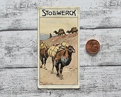 Kamel Mongolei 461  Kuhnert Stollwerck Sammelbild Schokolade Werbung 1910 alt