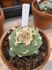 Rare Seed Grown Cactus 3.25 Inch Diameter, With Pups Plant #5