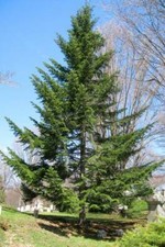Abies alba White European Silver Fir 50 Sementes